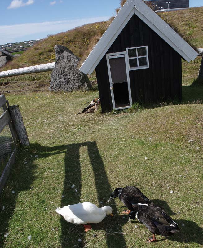 viking museum ducks