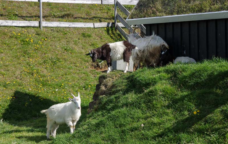 viking museum goats